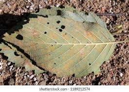 Attēlu rezultāti vaicājumam “Melampsoridium sp.”