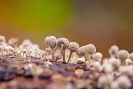 Attēlu rezultāti vaicājumam “Phleogena faginea stalked”