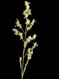 Attēlu rezultāti vaicājumam “Poa angustifolia”