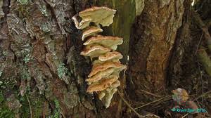 Attēlu rezultāti vaicājumam “Sarcoporia polyspora”