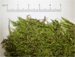 Attēlu rezultāti vaicājumam “Brachythecium rutabulum”