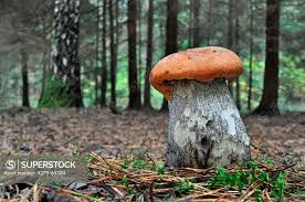 Attēlu rezultāti vaicājumam “Leccinum versipelle”