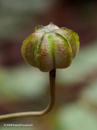 Attēlu rezultāti vaicājumam “Lilium martagon bud”