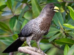 Attēlu rezultāti vaicājumam “Cribraria languescens”