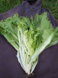 Image result for Endivie