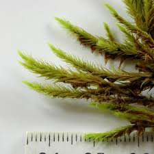 Attēlu rezultāti vaicājumam “Aulacomnium palustre”