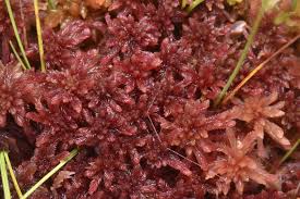 Attēlu rezultāti vaicājumam “Sphagnum quinquefarium”