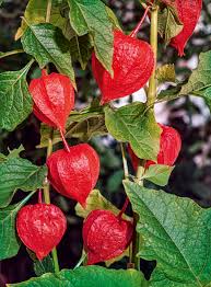 Image result for Lampionblume