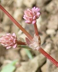 Attēlu rezultāti vaicājumam “Polygonaceae”