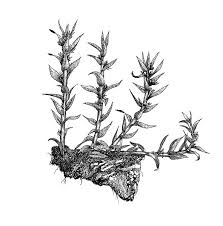 Attēlu rezultāti vaicājumam “Pohlia annotina”