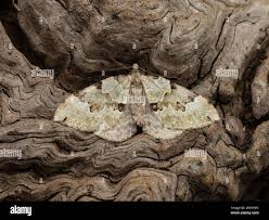 Attēlu rezultāti vaicājumam “Colostygia pectinataria male”