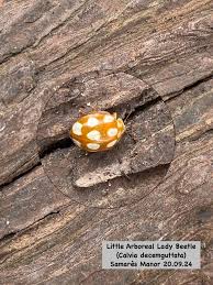 Attēlu rezultāti vaicājumam “Calvia decemguttata larva”