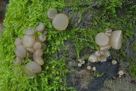 Attēlu rezultāti vaicājumam “Neobulgaria pura”