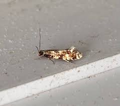 Attēlu rezultāti vaicājumam “Nematopogon sp.”