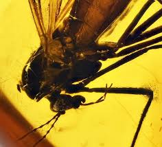 Attēlu rezultāti vaicājumam “Empididae”