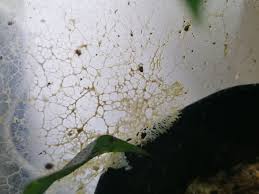 Attēlu rezultāti vaicājumam “Symphytocarpus trechisporus young”