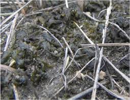 Attēlu rezultāti vaicājumam “Nostoc commune macro”