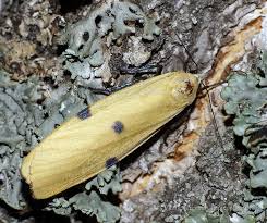 Attēlu rezultāti vaicājumam “Lithosia quadra male”