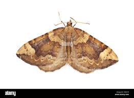 Attēlu rezultāti vaicājumam “Eulithis sp.”