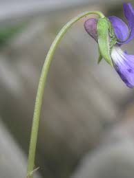 Attēlu rezultāti vaicājumam “Viola uliginosa bud”