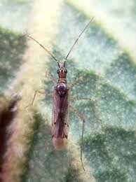 Attēlu rezultāti vaicājumam “Dicyphus nymph”