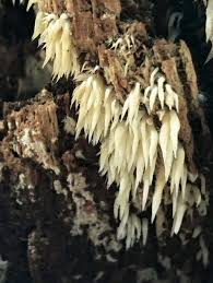 Attēlu rezultāti vaicājumam “Mucronella bresadolae”