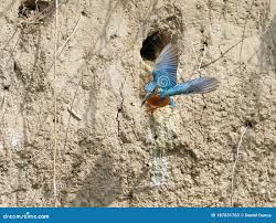 Attēlu rezultāti vaicājumam “Alcedo atthis nest”