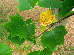 Attēlu rezultāti vaicājumam “Liriodendron tulipifera fruit”