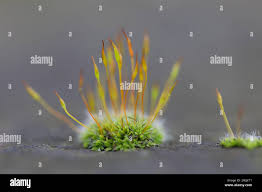 Attēlu rezultāti vaicājumam “Tortula muralis”