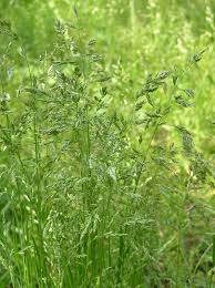 Attēlu rezultāti vaicājumam “Poa pratensis fruit”