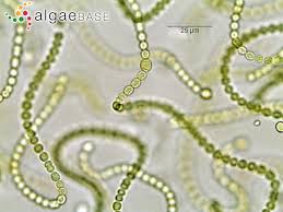 Attēlu rezultāti vaicājumam “Nostoc commune”