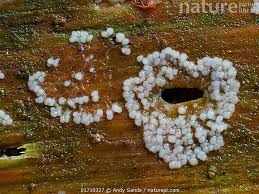 Attēlu rezultāti vaicājumam “Lamproderma sp.”