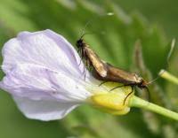 Attēlu rezultāti vaicājumam “Cauchas rufimitrella”