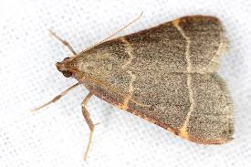 Attēlu rezultāti vaicājumam “Hypsopygia glaucinalis”