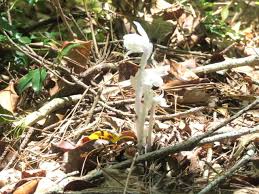 Image result for ギンリョウソウ