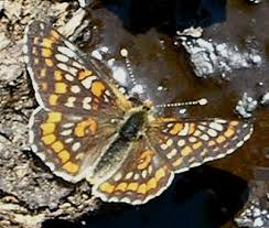 Attēlu rezultāti vaicājumam “Euphydryas maturna larva”