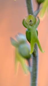 Attēlu rezultāti vaicājumam “Listera ovata bud”