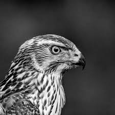 Attēlu rezultāti vaicājumam “Accipiter gentilis”