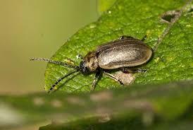 Attēlu rezultāti vaicājumam “Lochmaea caprea”