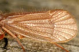 Attēlu rezultāti vaicājumam “Trichoptera”