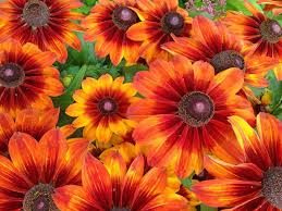 Image result for Rudbeckia