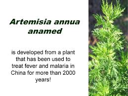 Image result for Artemisia annua