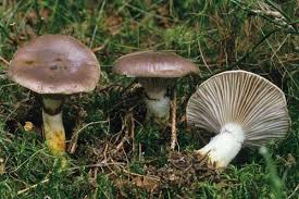 Image result for GemüseeuleGrüßle