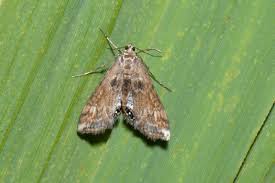 Attēlu rezultāti vaicājumam “Cataclysta lemnata”