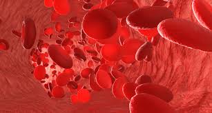 Image result for blood