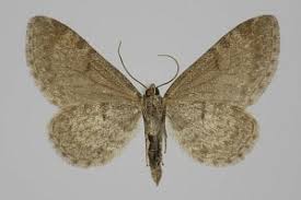 Attēlu rezultāti vaicājumam “Eupithecia satyrata”