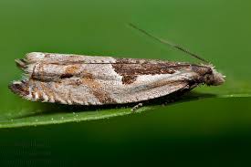 Attēlu rezultāti vaicājumam “Ancylis myrtillana”