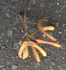 Attēlu rezultāti vaicājumam “Acer pseudoplatanus fruit”