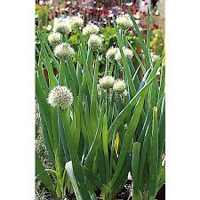 Résultat de recherche d'images pour "Allium fistulosum"