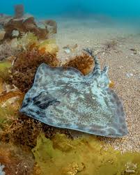 Image result for Raja clavata